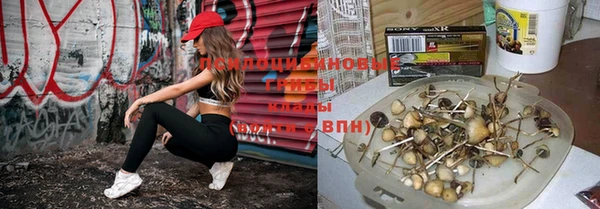 ГАЛЛЮЦИНОГЕННЫЕ ГРИБЫ Гусиноозёрск